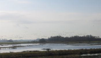 2.-Oostelijke-Binnenpolder,-Tienhoven,-Moerasontwikkeling